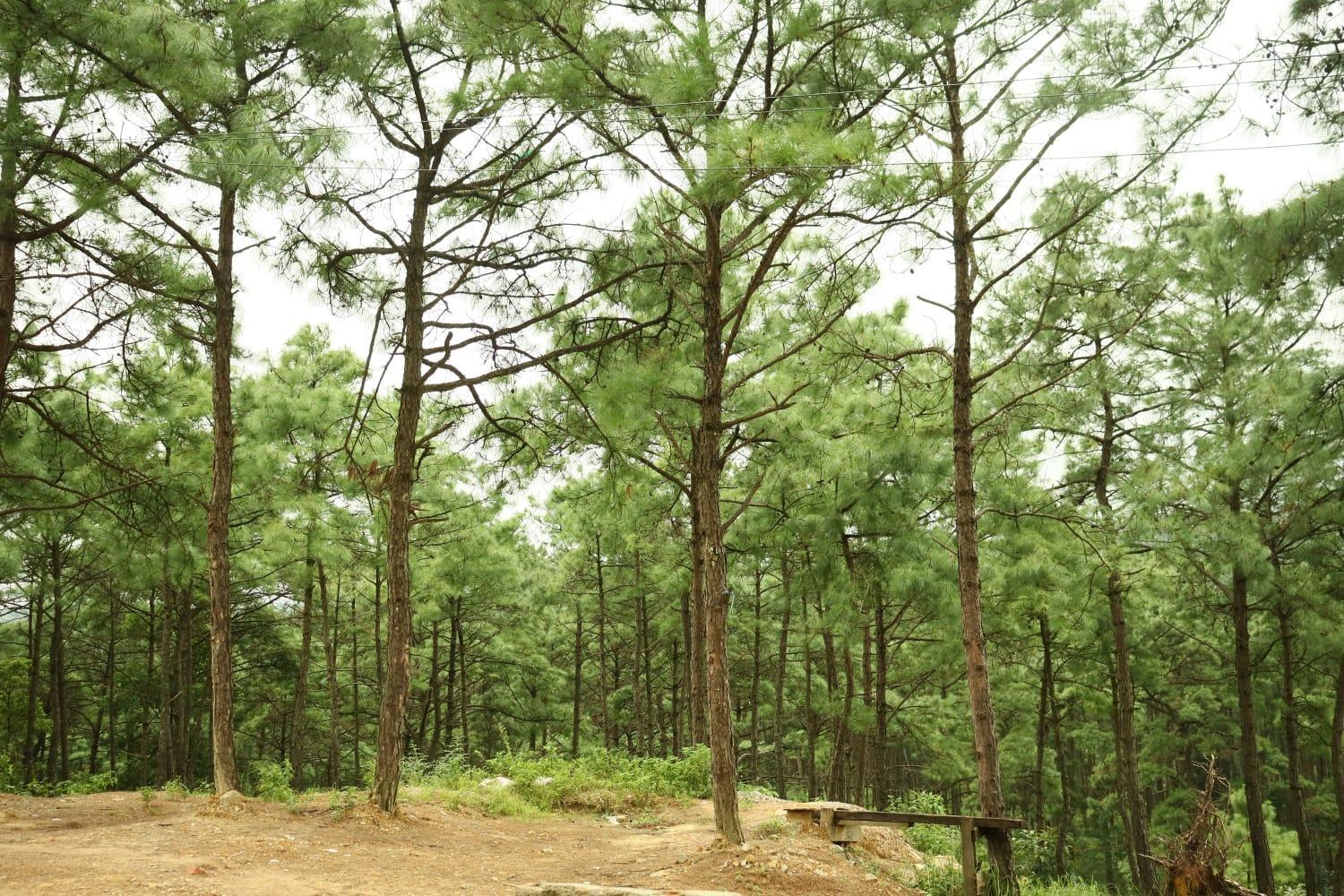 Pine Tree Lodge Shillong Exteriör bild